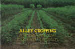Alley Cropping A Stable Alternative To Shifting Cultivation