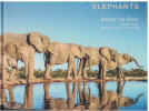 Reflections Of Elephants
