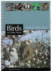 Birds On Cotton Farms A Guide To Common Species And Habitat Management